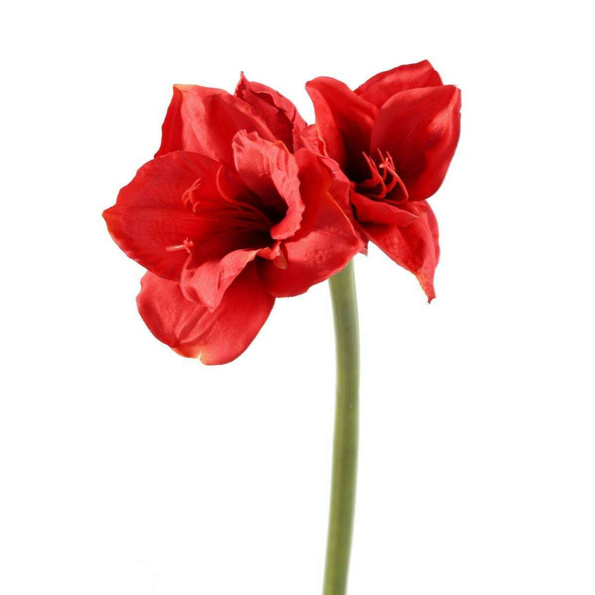 Amaryllis artificielle à la tige 2 fleurs - composition florale - H.75cm rouge - A3