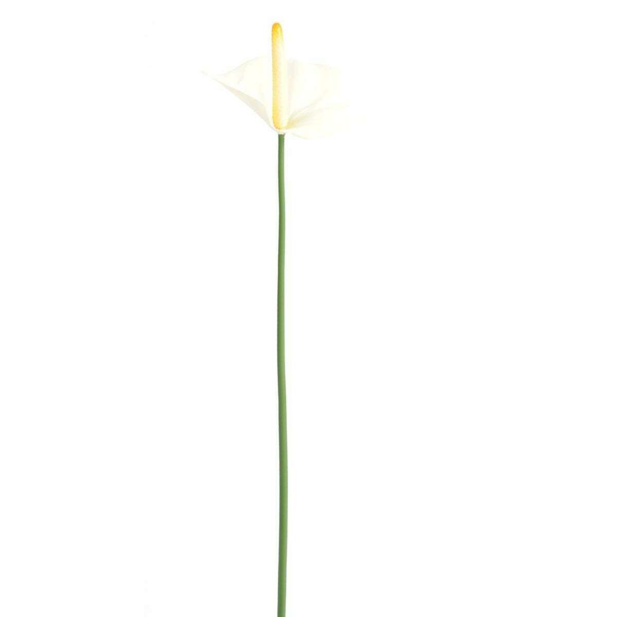 Fleur artificielle Anthurium - décoration florale - H.60cm blanc A4