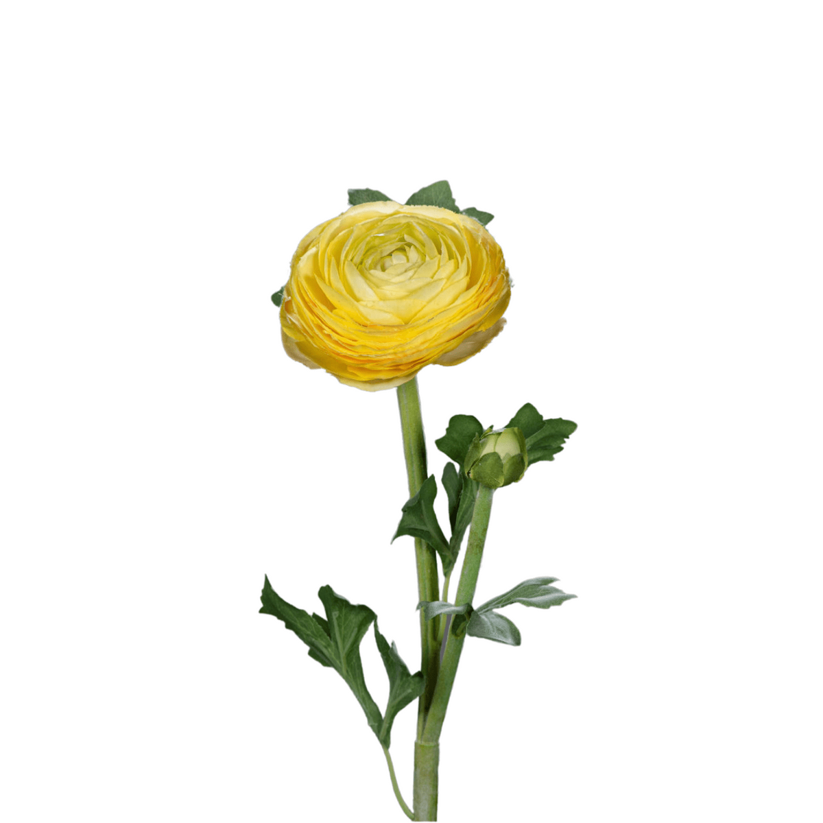 Fleur artificielle tige de Renoncule - création de bouquet - H.57cm jaune R1