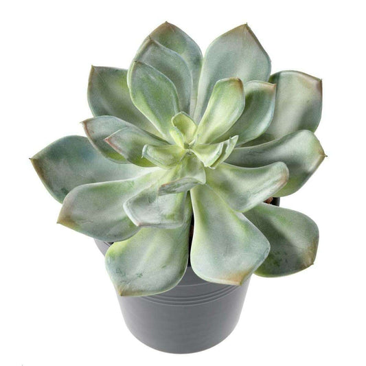 Mini plante artificielle Succulente - cactus artificiel intérieur - H.12cm M1