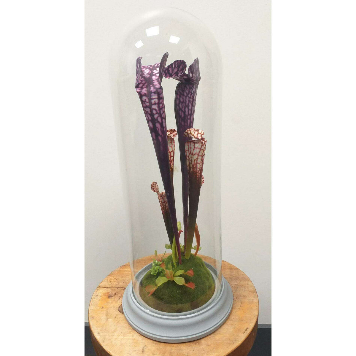 Plante artificielle carnivore sous cloche en verre - déco intérieur - H.46cm violet - R3