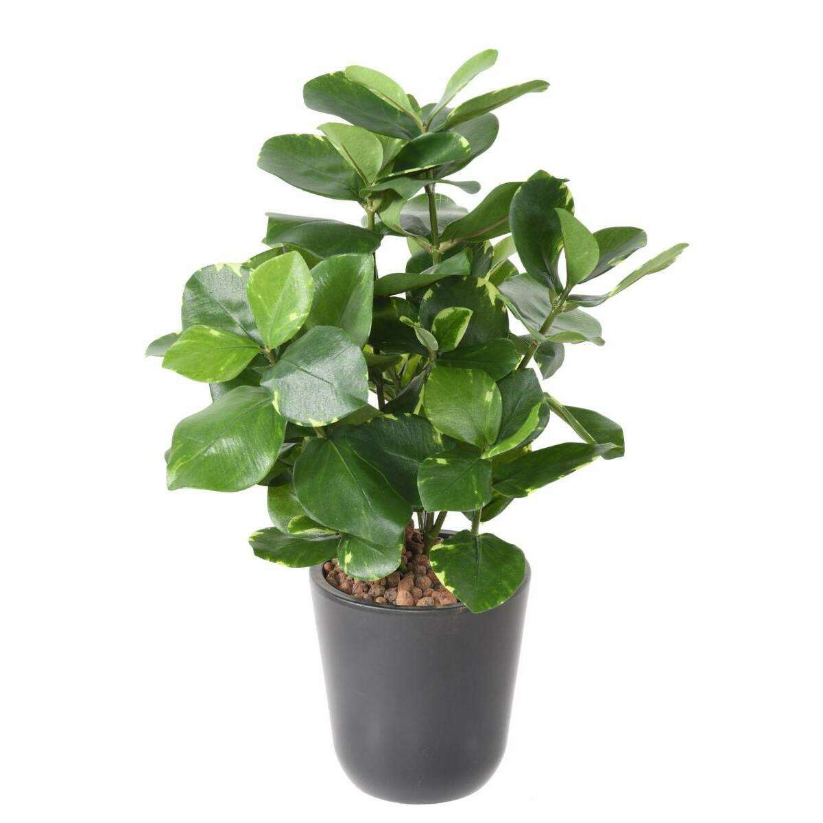 Plante artificielle Clusia - décoration d'intérieur - H.45cm vert crème D5