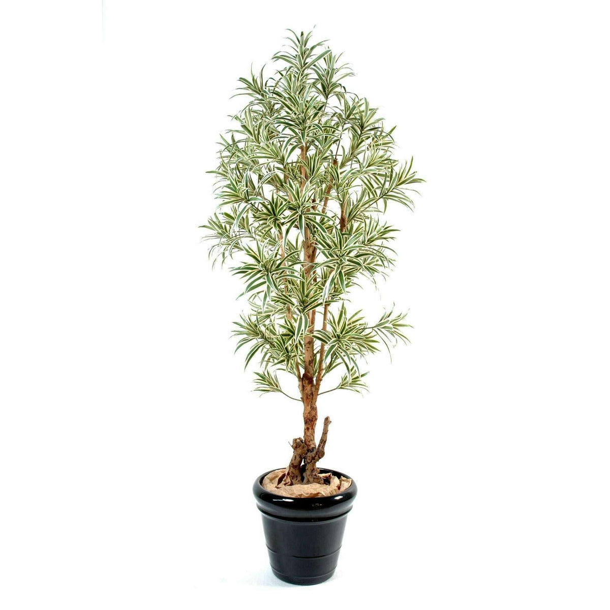 Plante artificielle Dracaena Reflexa - décoration d'intérieur - H.180cm vert jaune