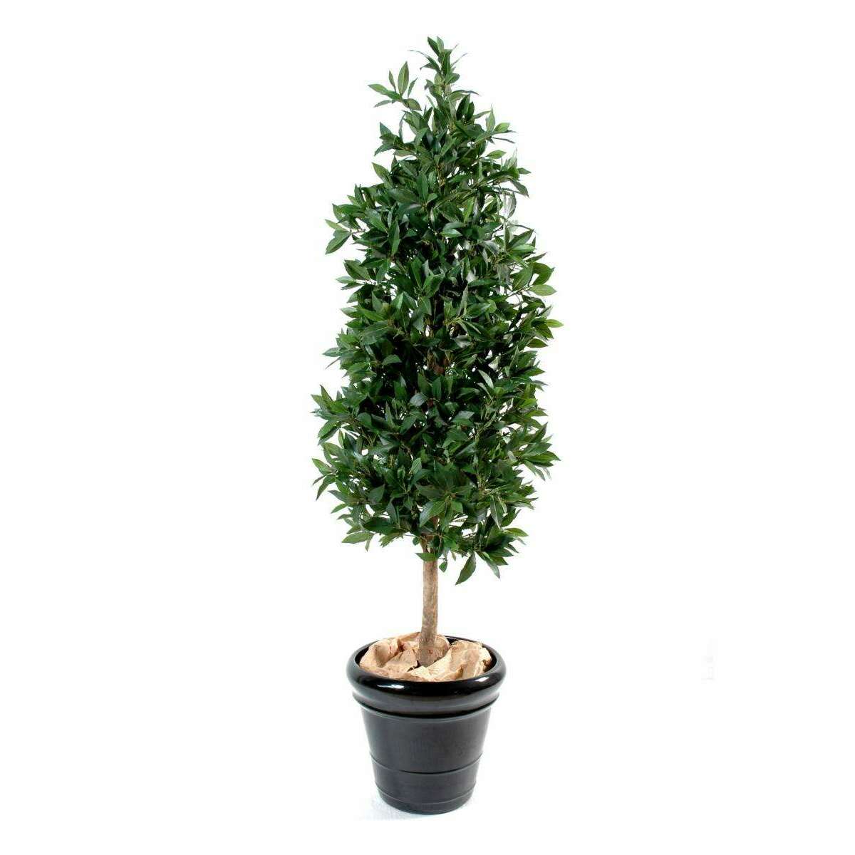 Plante artificielle Laurier pyramide luxe - haut de gamme - H.180cm vert