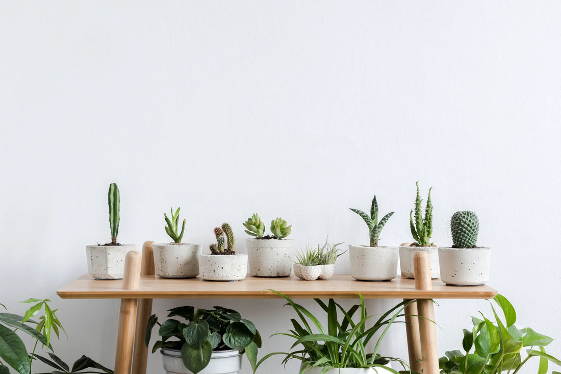 Comment choisir ses plantes artificielles ?