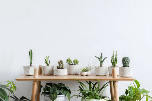 Comment choisir ses plantes artificielles ?