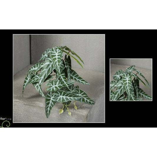 Chute d'alocasia panaché vert et blanc - décoration intérieure - H.18 cm - S4