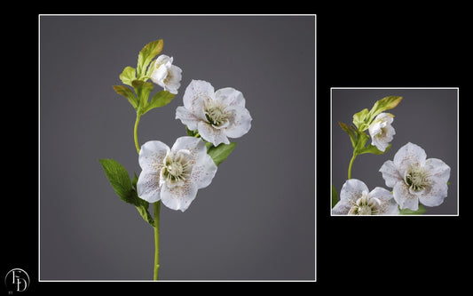 Hellébore artificielle crème tachetée - H.57 cm – Élégance naturelle et raffinement hivernal