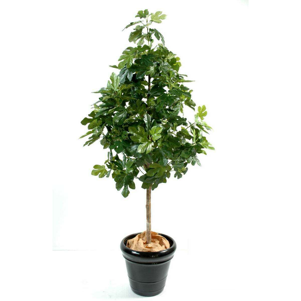 Arbre artificiel Figuier avec fruits - plante d'intérieur - H.170cm vert