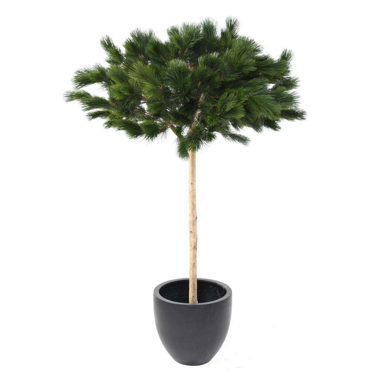 Arbre artificiel forestier Pin Umbrella - arbre méditerranéen intérieur - H.210cm
