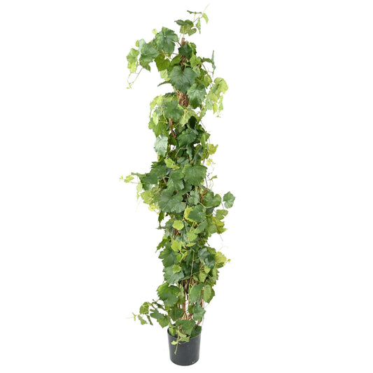 Arbre artificiel fruitier Vigne - plante pour intérieur - H.200cm