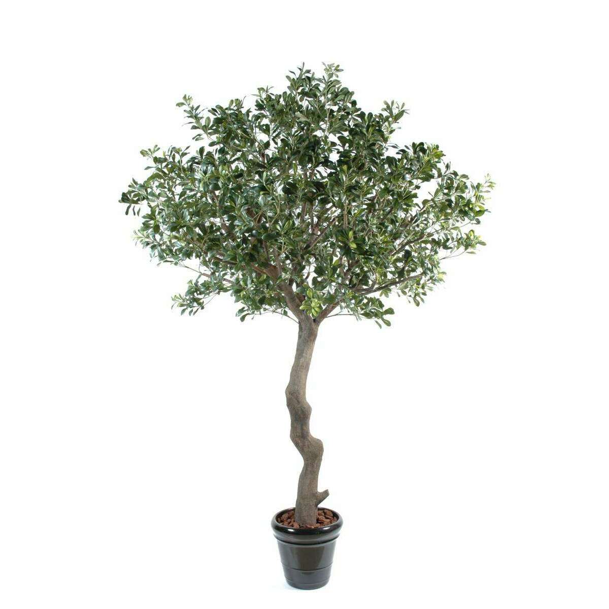 Arbre artificiel Pittosporum - plante décoration d'intérieur - H.260cm