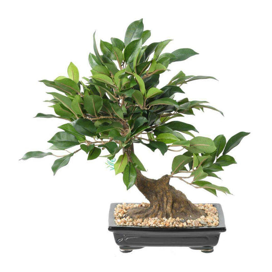 Bonsaï artificiel arbre miniature Ficus en coupe - plante intérieur - H.38cm B