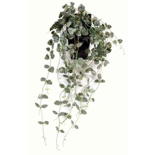 Feuillage artificiel chute de Ceropegia - Chaîne des cœurs pour intérieur - H.60cm - C4