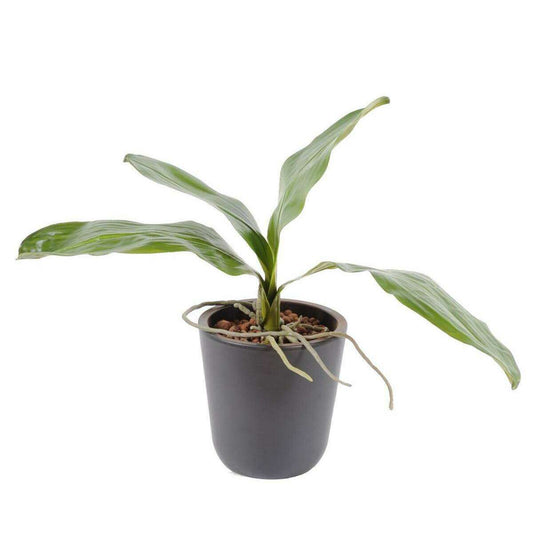 Feuillage artificiel piquet Feuilles d'orchidée phalaenopsis H.24cm vert K3
