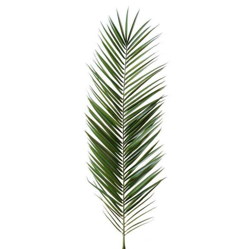 Feuille artificielle de Palmier Phoenix Canariensis Palme H.150cm L1