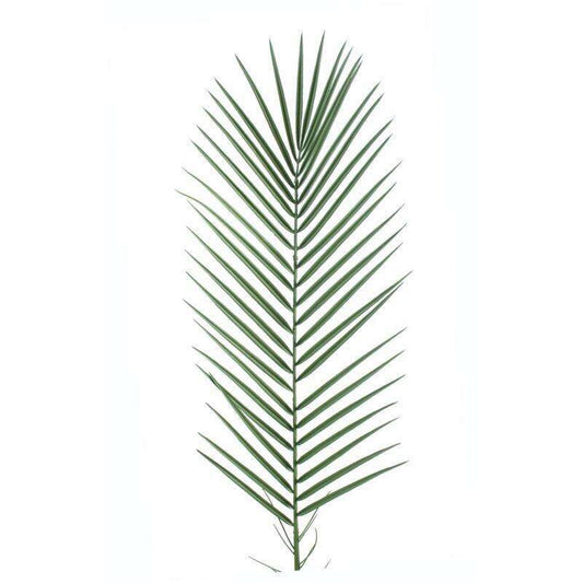 Feuille artificielle de Palmier Phoenix Palme plastique - extérieur - H.95cm L5