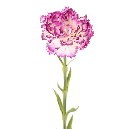 Fleur artificielle Oeillet - composition florale - H.55cm violet blanc K2