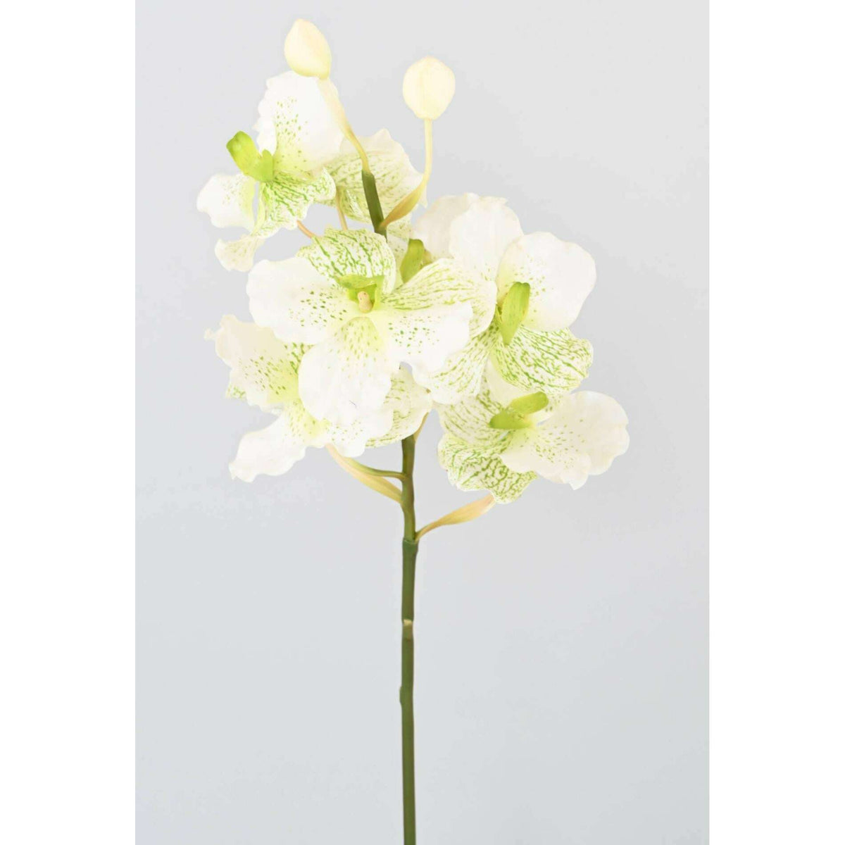 Fleur artificielle Orchidée Vanda Fresh Touch - haut de gamme - H.70cm blanc - O1