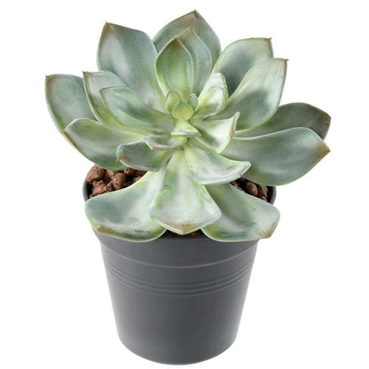 Mini plante artificielle Succulente - cactus artificiel intérieur - H.12cm M1