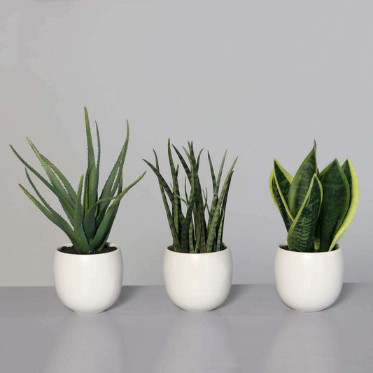 Plante artificielle 3 succulentes pots blancs en céramique - cactus d'intérieur - H.25cm - Q1