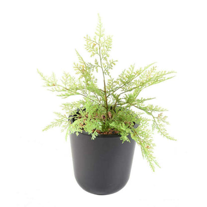 Plante artificielle Asparagus plastique en piquet - intérieur extérieur - H.34cm A3