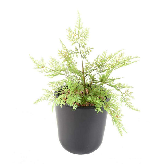 Plante artificielle Asparagus plastique en piquet - intérieur extérieur - H.34cm A3