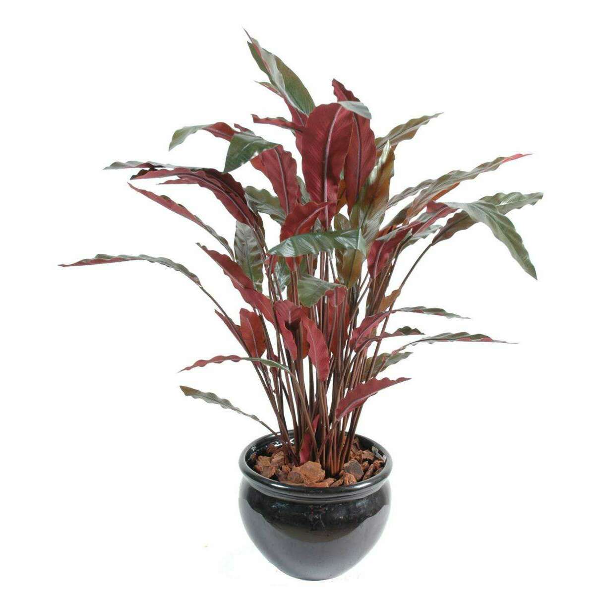 Plante artificielle Calathea - décoration d'intérieur - H.85cm vert rouge -