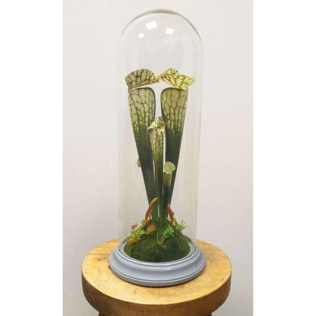 Plante artificielle carnivore sous cloche en verre - déco intérieur - H.46cm vert - R3