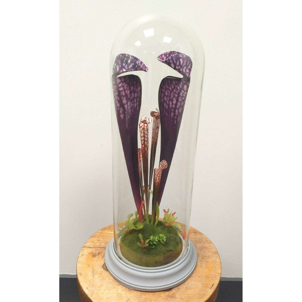 Plante artificielle carnivore sous cloche en verre - déco intérieur - H.46cm violet - R3