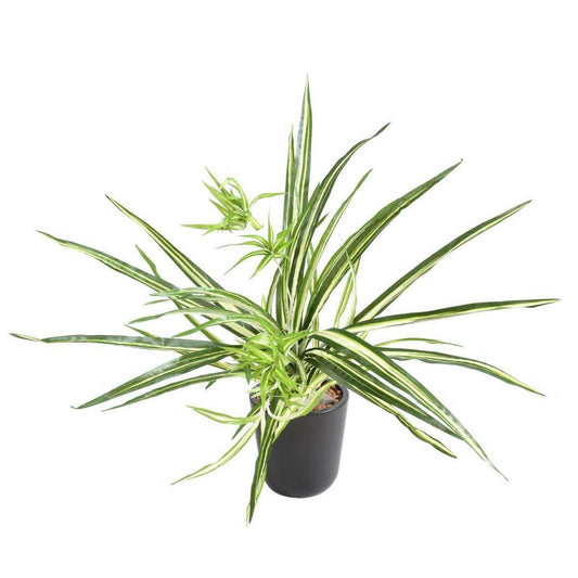 Plante artificielle Chlorophytum en piquet - déco d'intérieur - H.60cm panaché D2