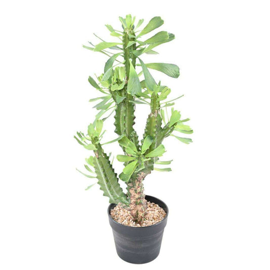 Plante artificielle Euphorbe lactée - Plante pour intérieur - H.65cm vert