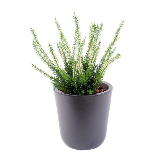 Plante artificielle Fleurie Bruyère plastique en piquet - intérieur extérieur - H. 30cm blanc-B2