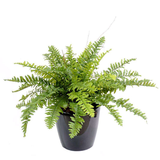 Plante artificielle Fougère Boston en pot - décoration d'intérieur - H.50cm vert F2