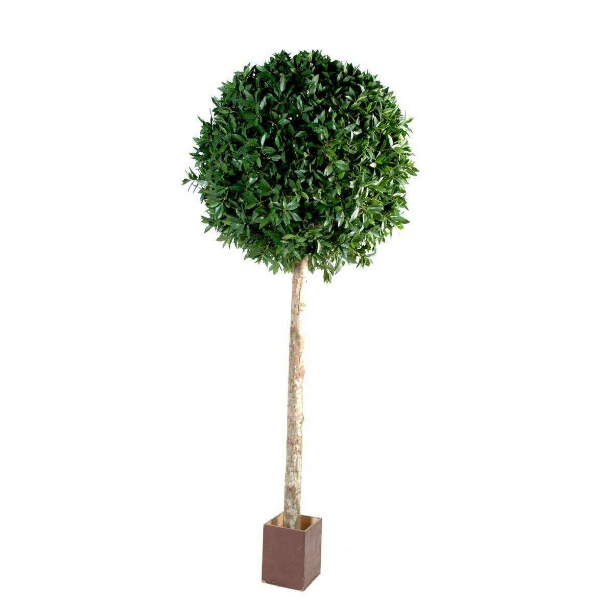 Plante artificielle Laurier boule tige - haut de gamme - H.250cm