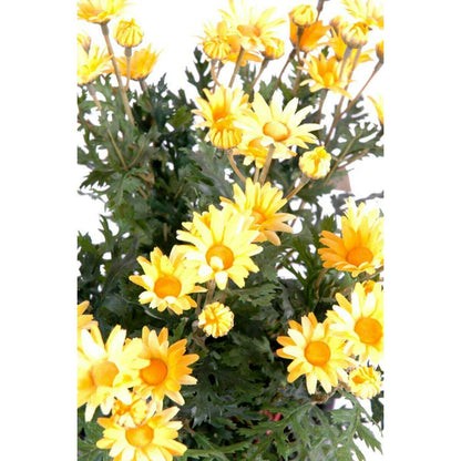 Plante artificielle Marguerite Anthemis - plante d'intérieur - H.40cm jaune - K2