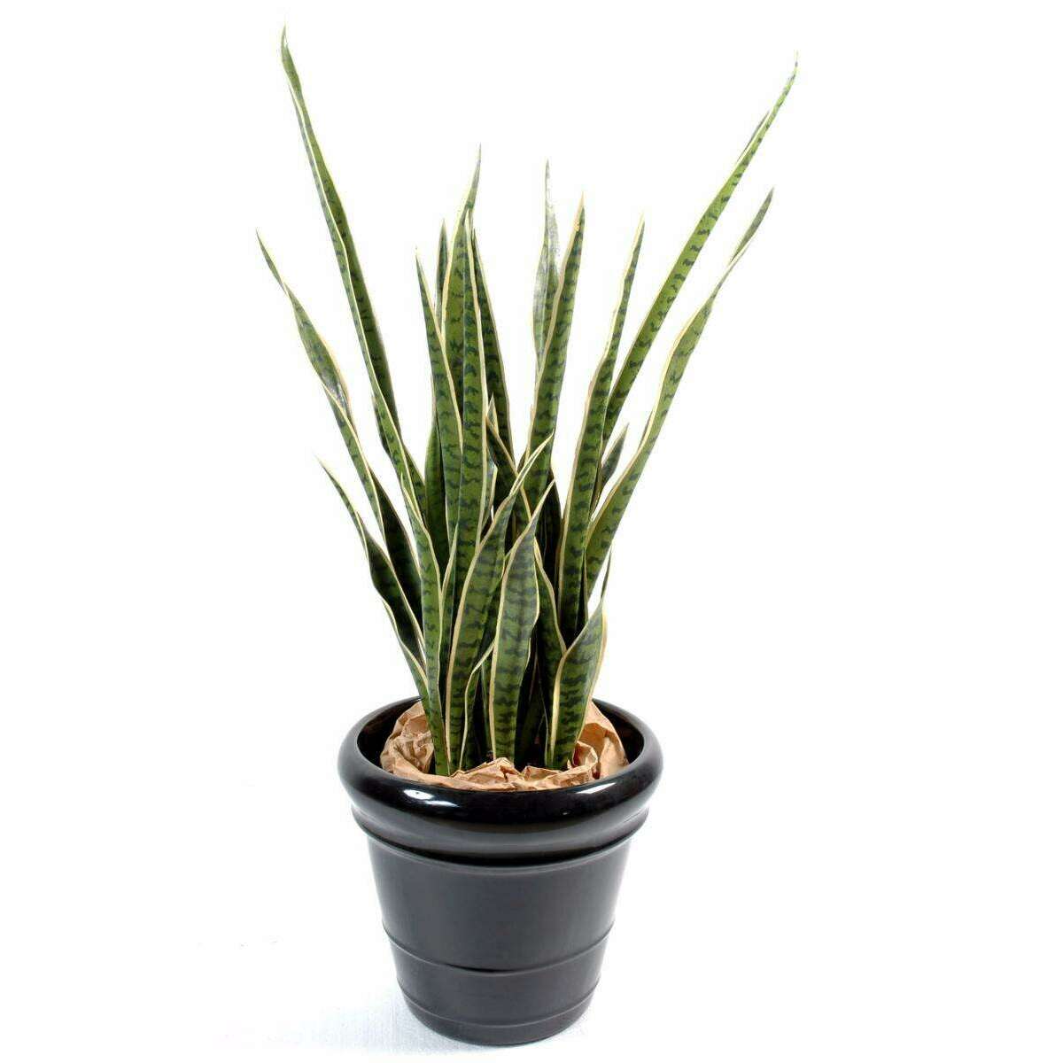 Plante artificielle Sansevieria 30 Feuilles - succulente pour intérieur - H.110cm vert jaune