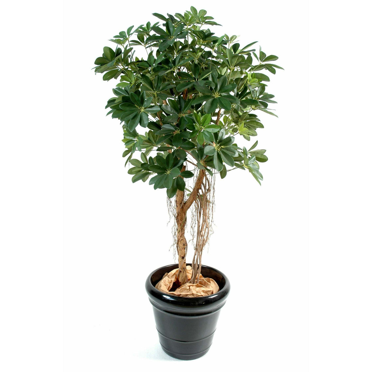 Plante artificielle Schefflera baby tree - décoration d'intérieur - H.150cm vert