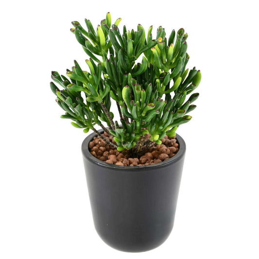Plante artificielle Succulente Mini - cactus artificiel extérieur - H.30cm L1