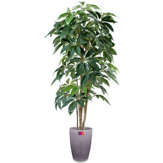 Plante artificielle tropicale Schefflera Amata - intérieur - H.210cm