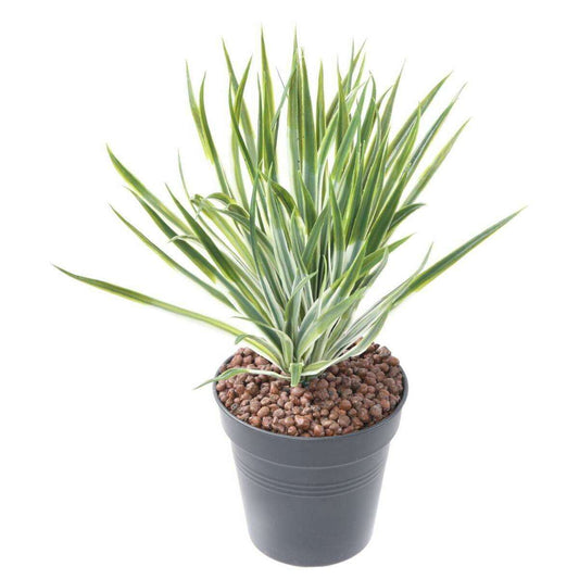 Plante artificielle Yucca Golden en piquet - intérieur extérieur - H.35cm N2