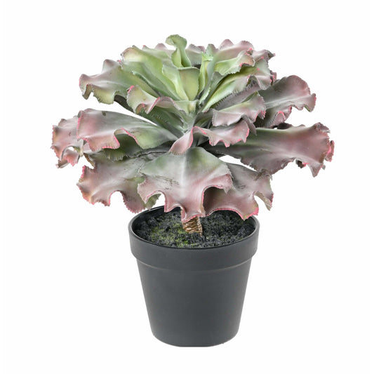 Plante artificielle Succulente adromischus cristatus en pot - intérieur - H.27cm